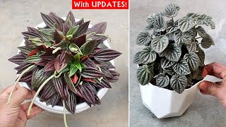 Peperomia Plant CARE 101  BEST Soil Mix Fertilizer Light amp Water Requirements [upl. by Nnylecoj]