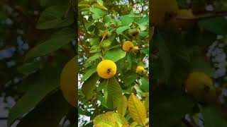 Chinese color full fruitsshortsfeed youtubeshort vairalvideo [upl. by Enelear]