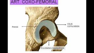 ARTICULACION DE LA CADERA [upl. by Henryson720]