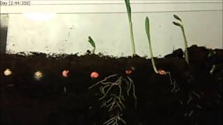 Seed germination Timelapse [upl. by Aibonez]