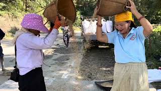 Aam pedh pol  paddy harvesting month of Joram village [upl. by Trocki]