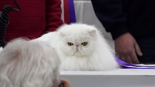 CFA International Cat Show 2016  Best of the Best [upl. by Ecarg]