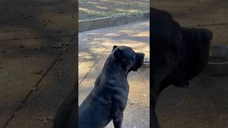 Presa Canario’s are extremely intelligent [upl. by Nevlin277]