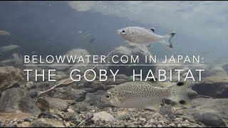 Goby in nature  habitat with Stiphodon Sicyopterus Rhinogobius and Tridentiger goby in nature [upl. by Louie]