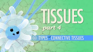 Tissues Part 4  Types of Connective Tissues Crash Course Anatomy amp Physiology 5 [upl. by Sedberry586]