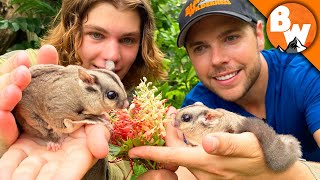 Secrets of Sugar Gliders REVEALED Not as Cute as they LOOK [upl. by Nalor675]