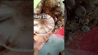 Quality of mushroom farming how to grow farm cultivate mushrom [upl. by Leahcim204]