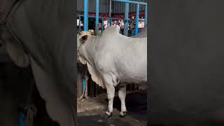 exclusive cows of Bangladesh  Boshir Agro farm [upl. by Winikka]