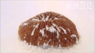 Fungia fungites Timelapse of a Polyp Recovering from Sedimentation [upl. by Brucie]