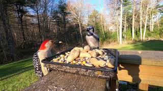 Woodpecker vs Blue Jay [upl. by Layney295]