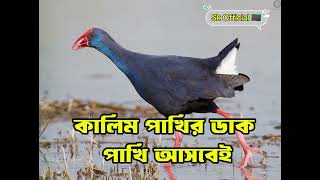 কালিম পাখির ডাক  বুরি পাখির ডাক  কালিম পাখি  Western swamphen Bird Call audio  kalim pakir duk [upl. by Ettezus420]