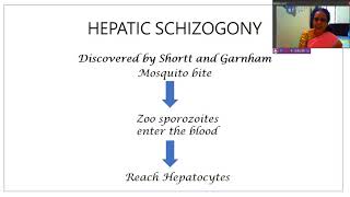 29 Life cycle of Plasmodium in man Hepatic Schizogony [upl. by Yremrej]