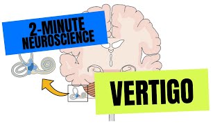 2Minute Neuroscience Vertigo [upl. by Acsicnarf828]