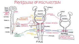 Physiology of Micturition [upl. by Atika]