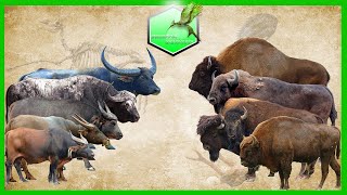 Bison vs Buffalo Size Comparison Living Extinct [upl. by Barnebas93]