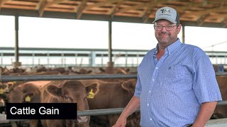 QLF Feedlot Testimonial  TampM Cattle Co [upl. by Ydnec816]