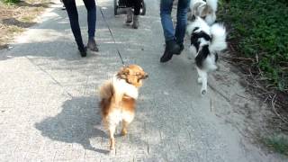 Thai Bangkaew Dogs on their walk [upl. by Ilek376]