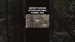 Footage of Bigfoot in Lettuce Lake Park Florida circa 2015 bigfoot sasquatch skunkape florida [upl. by Shelbi889]