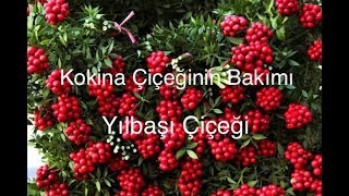 Kokina çiçeğinin bakımı yılbaşı çiçeğinin bakımı nasıl yapılmalı nelere dikkat edilmeli [upl. by Cece]