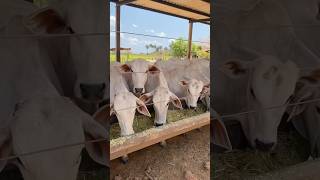 Capim BRS CAPIAÇU no cocho para 60 bezerros 🤩 chácara fazenda agro [upl. by Lede]