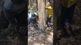 Menebang pohon menggunakan chainsaw [upl. by Vasya]