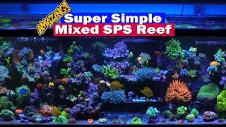 Super Simple Reef tank  Tank tour of Winceys packed mixed SPS 210G Saltwater Reef Aquarium [upl. by Hedi]