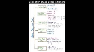 Calculation of 206 bones in humansclass12 [upl. by Ivon]