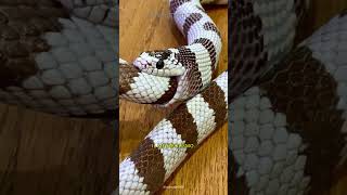 QUESTO SERPENTE SI STA MANGIANDO DA SOLO [upl. by Penrose]