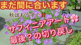 【花の育て方】まだ間に合いますサフィニアの切り戻し [upl. by Pearla]