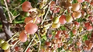 Salvadora persicapeelu desert fruit [upl. by Lleznod]