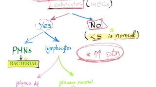 CSF analysis in meningitis algorithm when Lumbar puncture is necessary [upl. by Arreik]