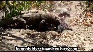 Komodo dragons eat a lively wild boar [upl. by Rramed920]