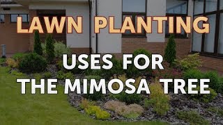 Uses for the Mimosa Tree [upl. by Nidia183]