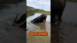 Descubre al Búfalo de Agua Un Animal Sorprendente [upl. by Derman]