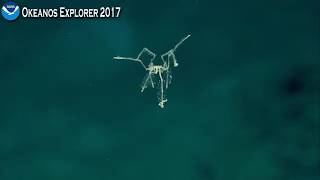 Okeanos Explorer Video Bite A Swimming Sea Spider [upl. by Truda]