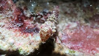 Mimic shrimp in Romblon  Philippines  July 2024 [upl. by Aynahs845]