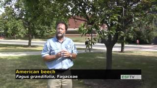 Trees with Don Leopold  American beech [upl. by Shulock663]