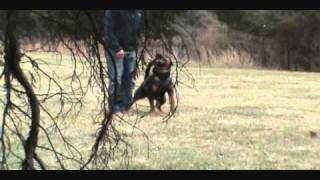 Training a Rottweiler Schutzhund [upl. by Karla728]