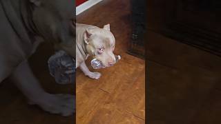 American Bully Delivers Water ♥️ puppy xlbully americanbully xlamericanbully dog [upl. by Welbie16]