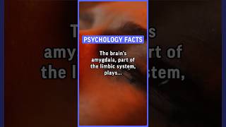 The brains amygdala part of the limbic system plays a crucial role in processing… psychology [upl. by Nonarb]