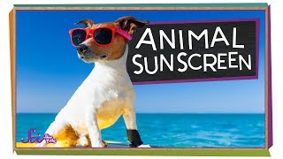 Why Dont Animals Need Sunscreen [upl. by Jeramey]