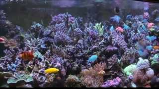 Mike Palettas 300 Gallon Reef1  ReefKeeping Video by AmericanReef  Start a Saltwater Aquarium [upl. by Ingalls]