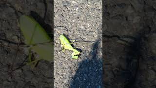 Praying Mantis Parasite Horsehair Worm prayingmantis nature parasite Ran over by a Car [upl. by Eerized]