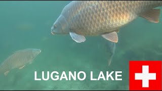 Carp under the bridge Lugano lake switzerland  Carpe al ponte diga di Melide Ticino Svizzera [upl. by Aneetsyrk]