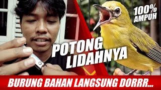 PLECI OMBYOKAN LANGSUNG NGALAS MATERI PAKE CARA INI [upl. by Atselec]