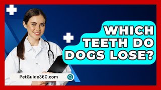 Which Teeth Do Dogs Lose  PetGuide360com [upl. by Rey]