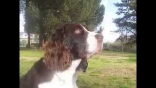 California English Springer Spaniel [upl. by Nebra]