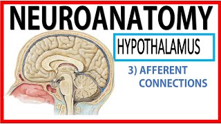 Hypothalamus4 [upl. by Portugal930]