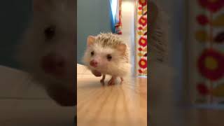 Hedgehog 🦔 1127 shorts hedgehog stickyHedgehog cutehedgehogs hedgehoglove [upl. by Yezdnil]