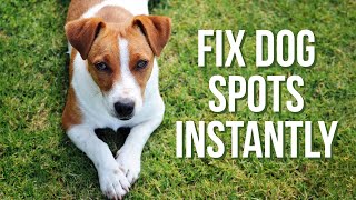 How to fix brown spots in my lawn instantly fixbrownspots fixbrowngrass dogurine spotsingrass [upl. by Artenak]